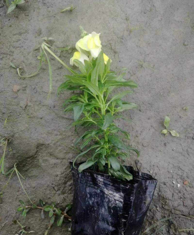 金鱼草杯苗25-30公分，红色，粉色，黄色可选