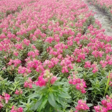 金鱼草杯苗25-30公分，红色，粉色，黄色可选