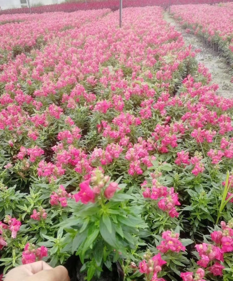 金鱼草杯苗25-30公分，红色，粉色，黄色可选