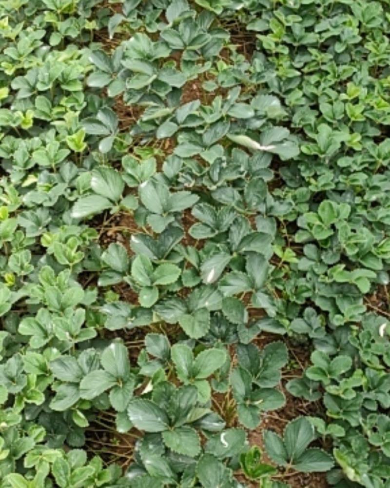 【精品草莓苗】正宗丹东九九草莓苗包成活（死苗:)包赔