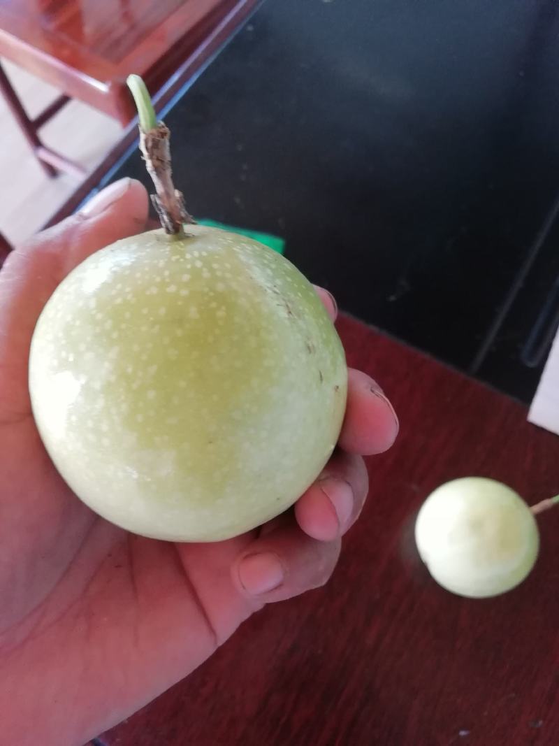 黄金百香果，产地直发，新鲜采摘！