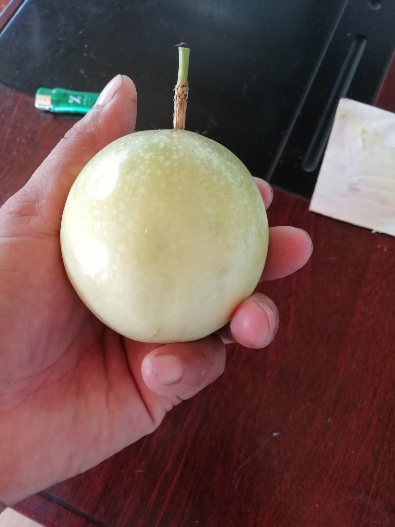黄金百香果，产地直发，新鲜采摘！