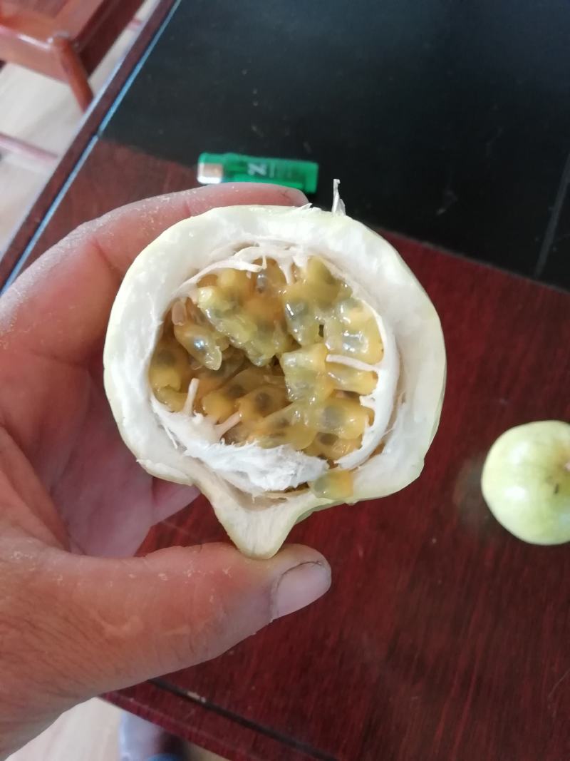 黄金百香果，产地直发，新鲜采摘！