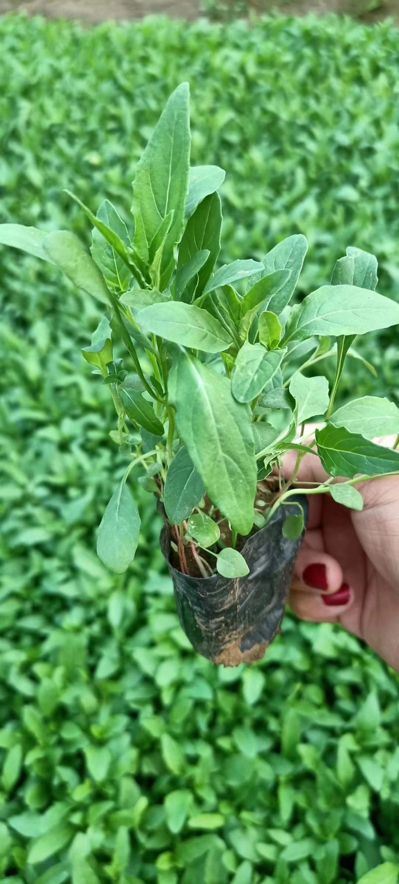 花乡出售优质草花美丽月见草，营养钵月见草，花色多，货源足