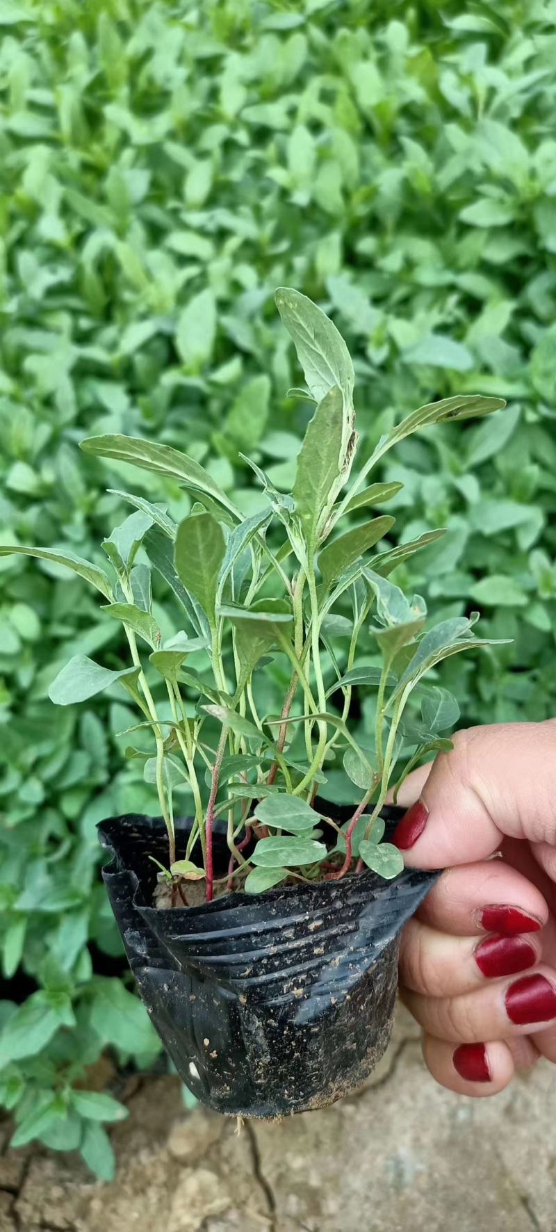 花乡出售优质草花美丽月见草，营养钵月见草，花色多，货源足