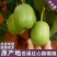 四川广元苍溪大量红心猕猴桃苗批发包邮都好！