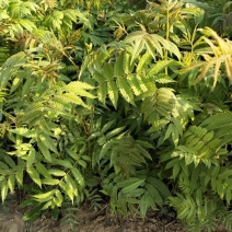 江苏自产自销优质珍珠梅，多分支珍珠梅，规格齐全，质优价廉