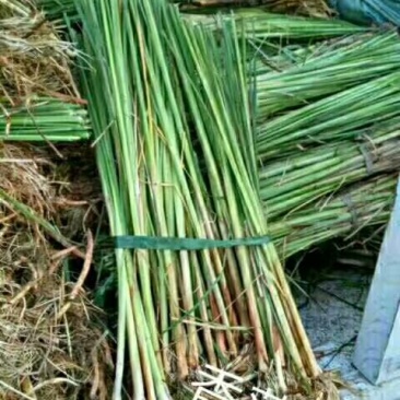 白洋淀硕荷水生。水烛