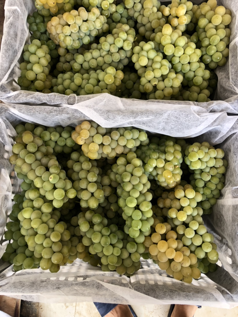 云南弥勒东风高原精品水晶葡萄，支持视频看货，实地看货