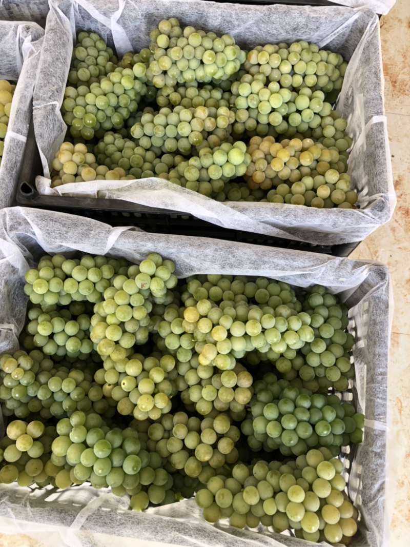 云南弥勒东风高原精品水晶葡萄，支持视频看货，实地看货