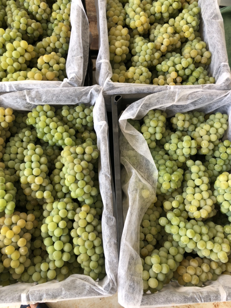 云南弥勒东风高原精品水晶葡萄，支持视频看货，实地看货