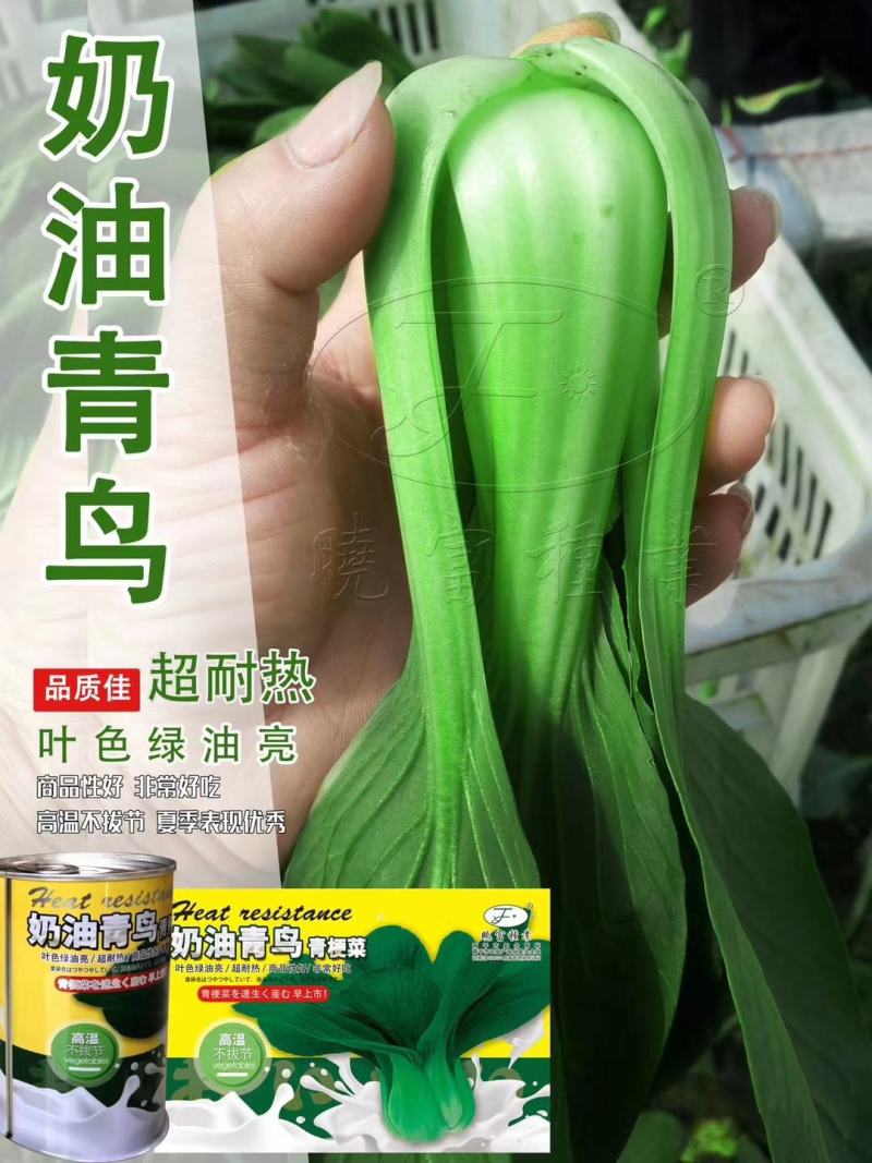 奶油青鸟青梗菜种子超耐热叶片油绿