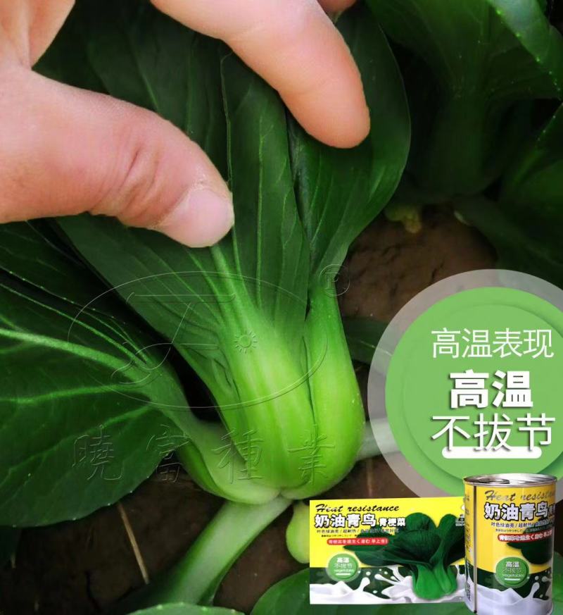 奶油青鸟青梗菜种子超耐热叶片油绿