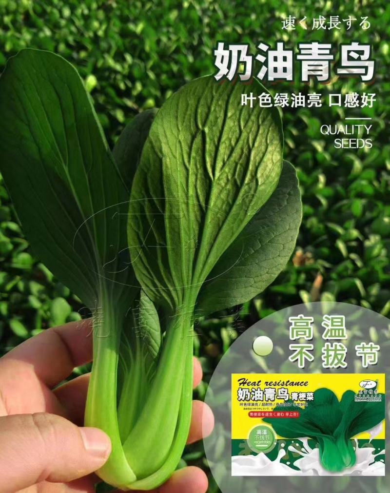 奶油青鸟青梗菜种子超耐热叶片油绿