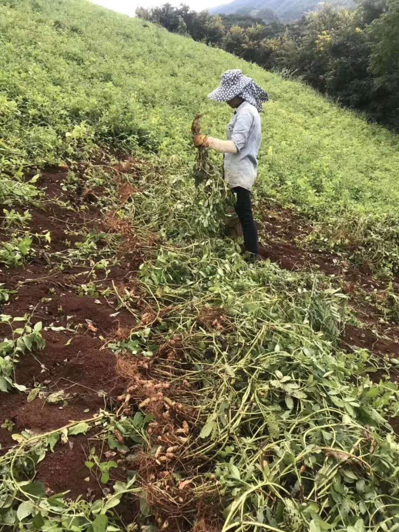 七彩花生23年新货