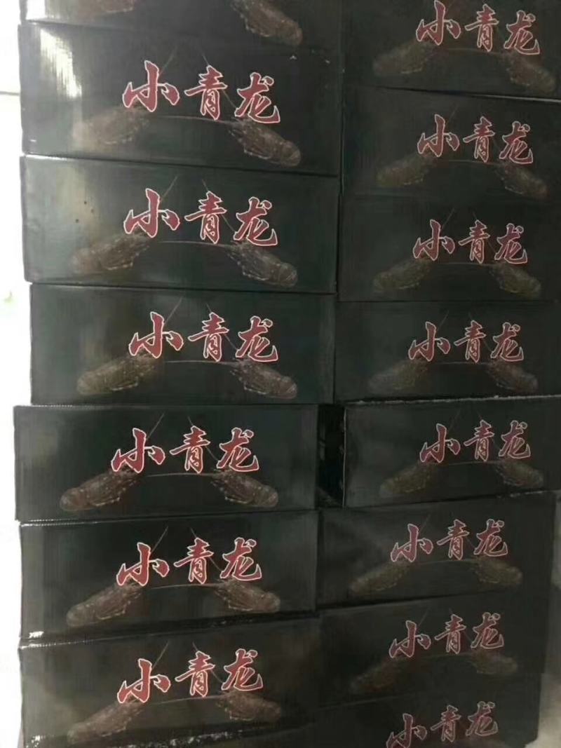 高品质活冻小青龙虾，上海一手货源批发。全规格一件十公斤