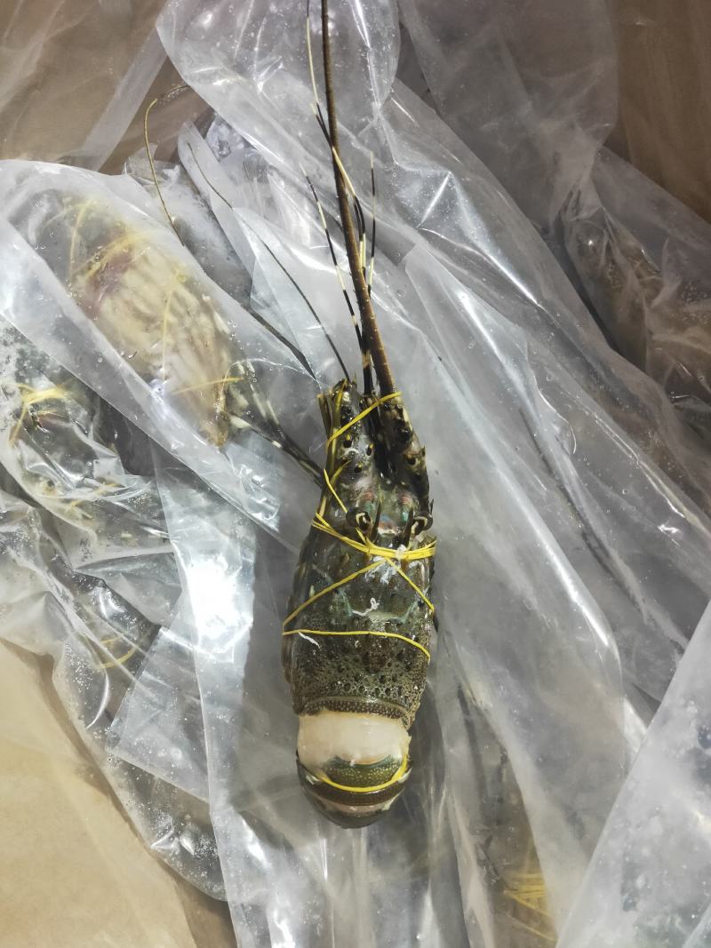 高品质活冻小青龙虾，上海一手货源批发。全规格一件十公斤