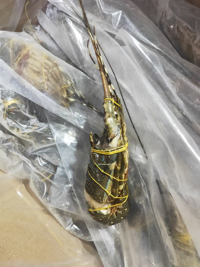 高品质活冻小青龙虾，上海一手货源批发。全规格一件十公斤