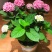 无尽夏绣球花苗盆栽阳台植物四季鲜花大八仙花带花苞老桩室内
