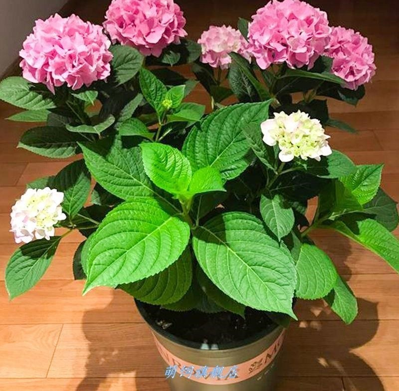 无尽夏绣球花苗盆栽阳台植物四季鲜花大八仙花带花苞老桩室内