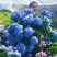 无尽夏绣球花苗盆栽阳台植物四季鲜花大八仙花带花苞老桩室内