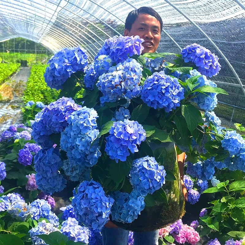 无尽夏绣球花苗盆栽阳台植物四季鲜花大八仙花带花苞老桩室内