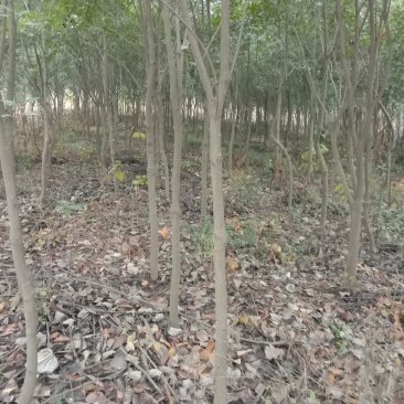 出售高杆红叶石楠，指上车价