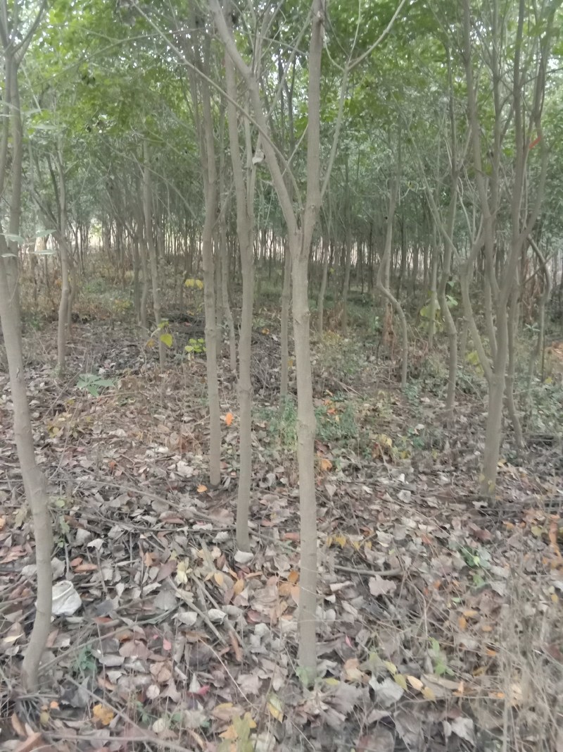 出售高杆红叶石楠，指上车价