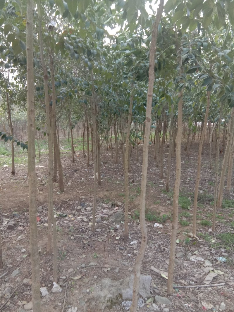 出售高杆红叶石楠，指上车价