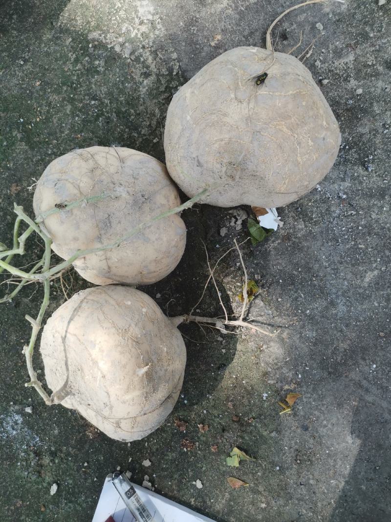 凉薯，地瓜清甜爽口，价格美丽
