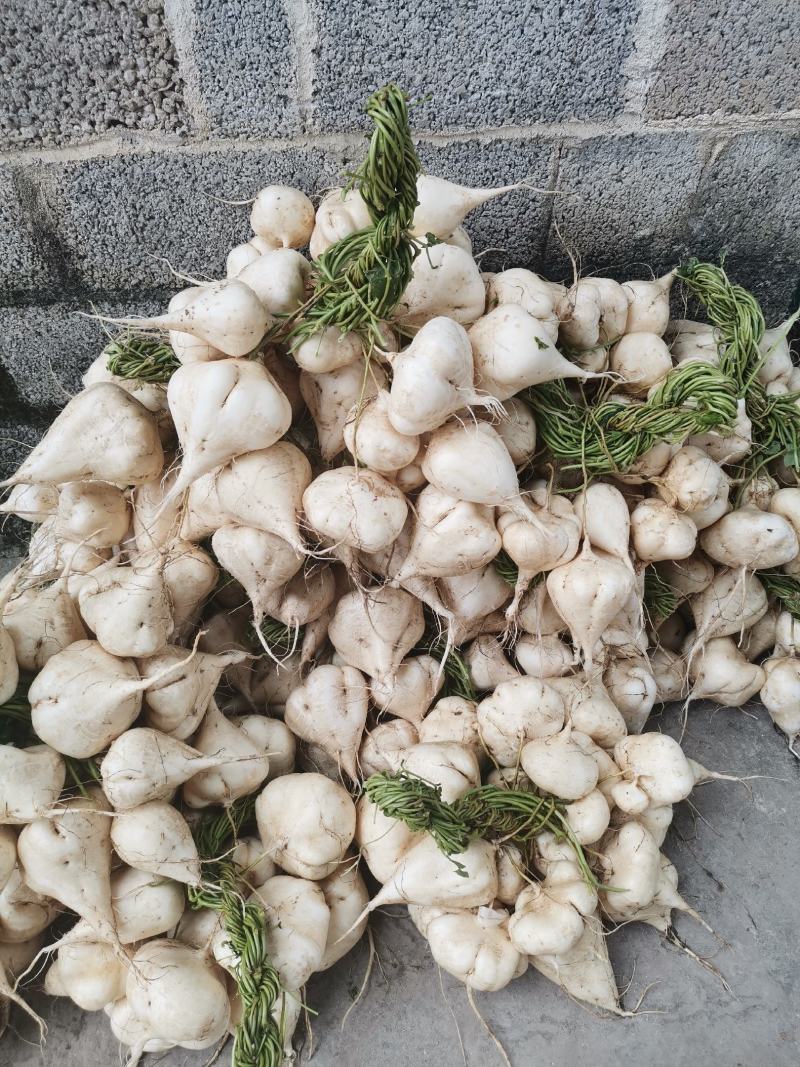 凉薯，地瓜清甜爽口，价格美丽