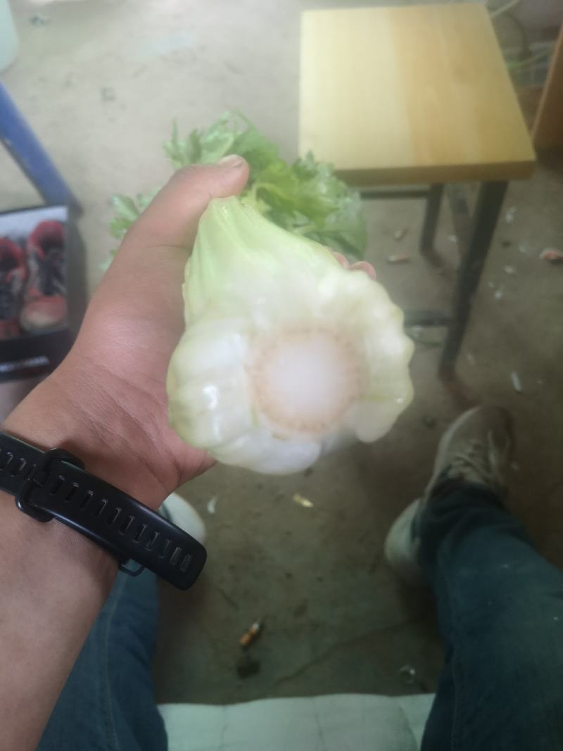 二芹，现货上市中……，，，，，，，，，，，，