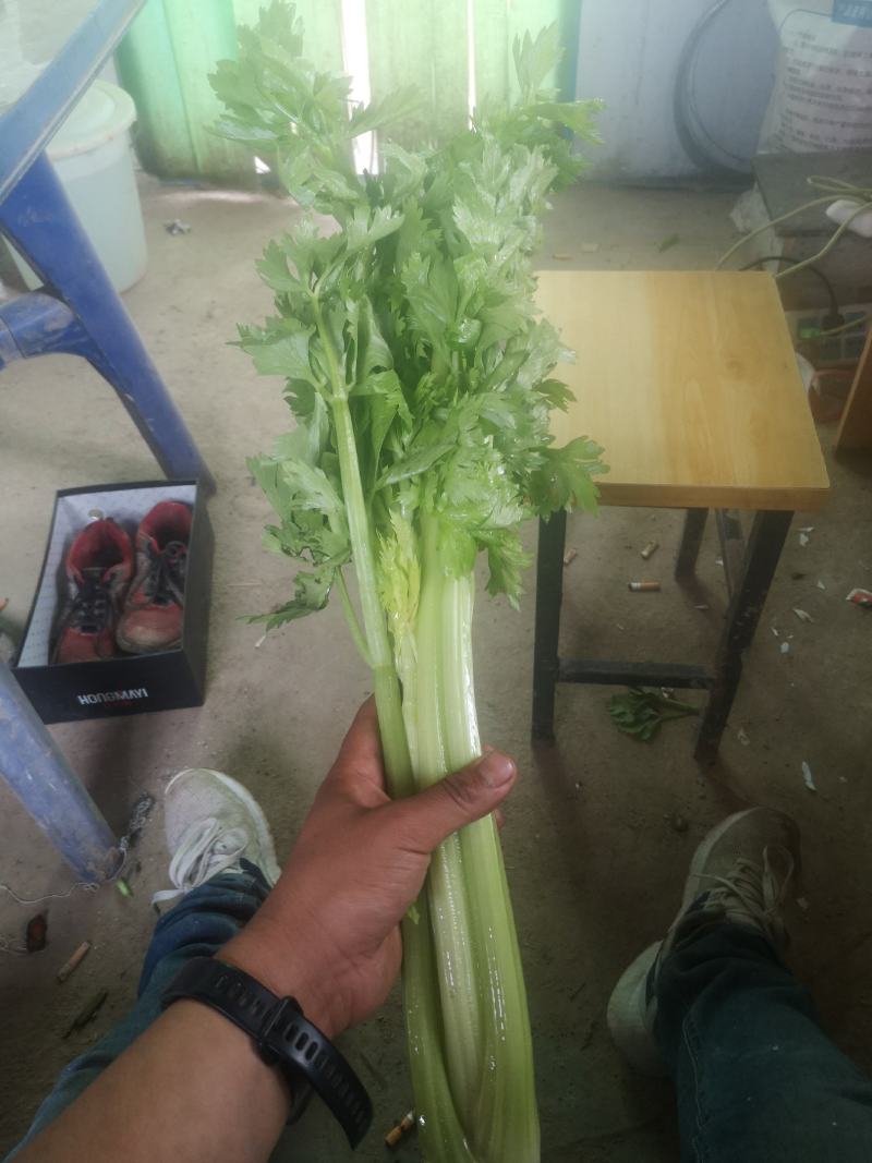 二芹，现货上市中……，，，，，，，，，，，，