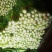 二芹，现货上市中……，，，，，，，，，，，，