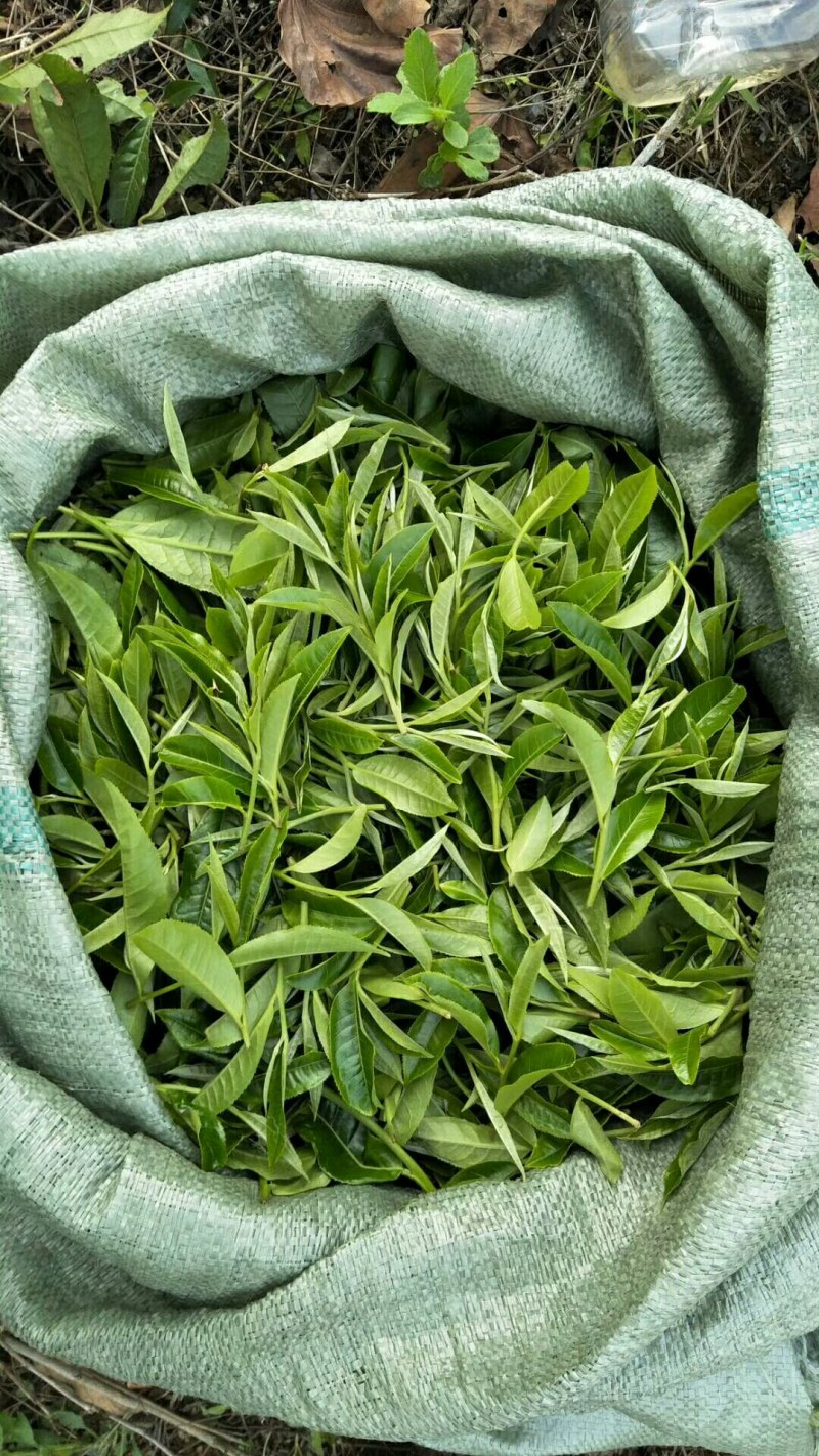 云南普洱茶2024年，易武正山百年古树晒红茶