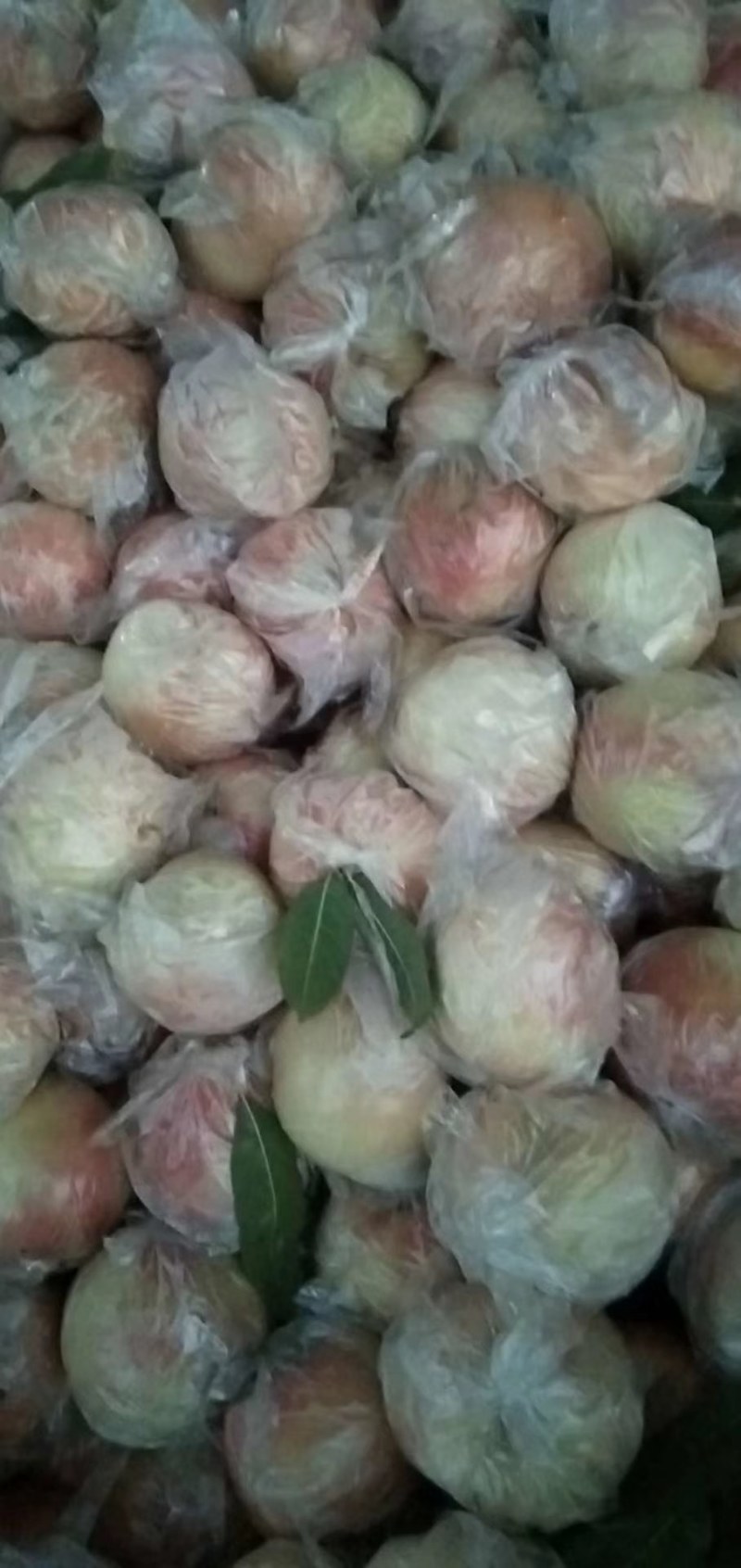 阿布白，秦王膜袋毛桃上市中