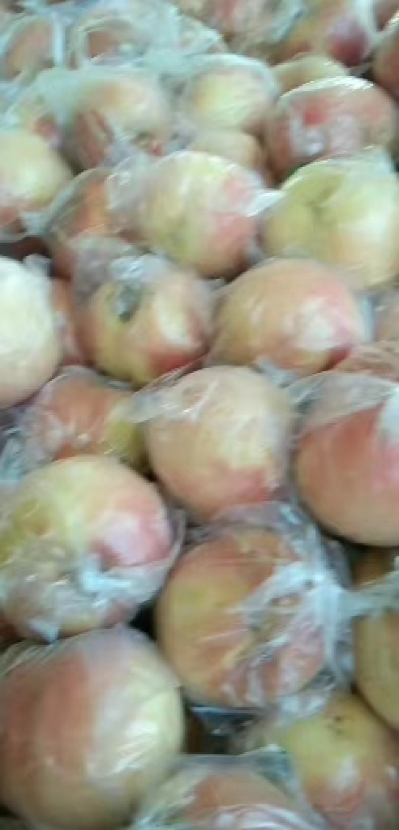 阿布白，秦王膜袋毛桃上市中