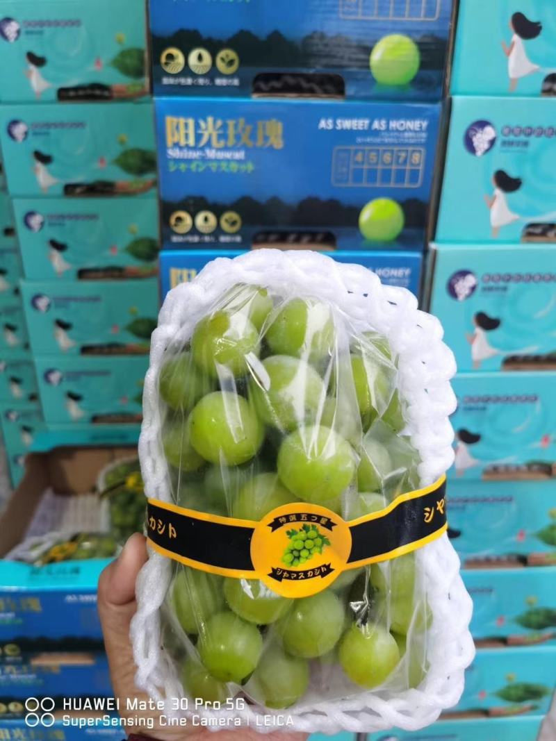 晴王阳光玫瑰精品大量上市中！！欢迎各位老板前来订购