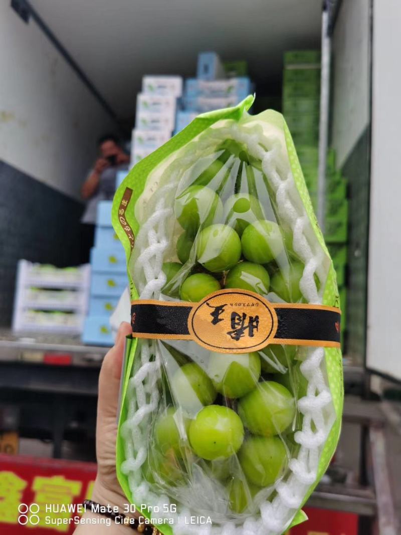 晴王阳光玫瑰精品大量上市中！！欢迎各位老板前来订购