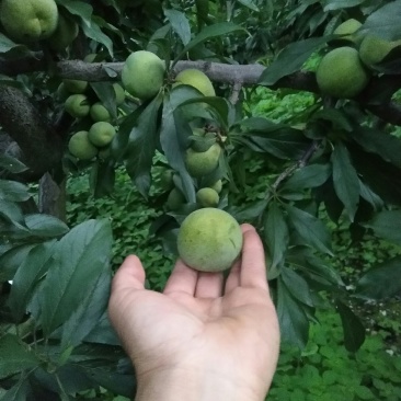 四川省阿坝州茂县青脆李