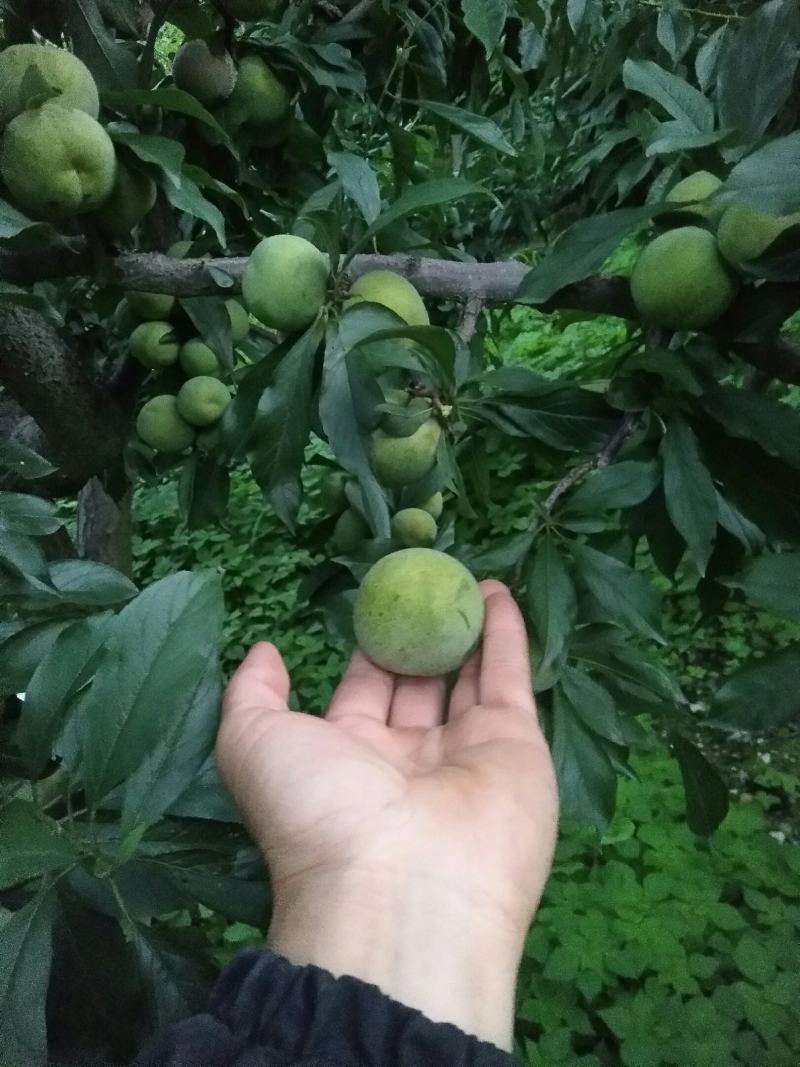 四川省阿坝州茂县青脆李