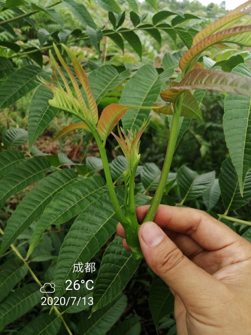 四季香椿，高原，平原“全地形，全气候，全季节”采摘香椿芽