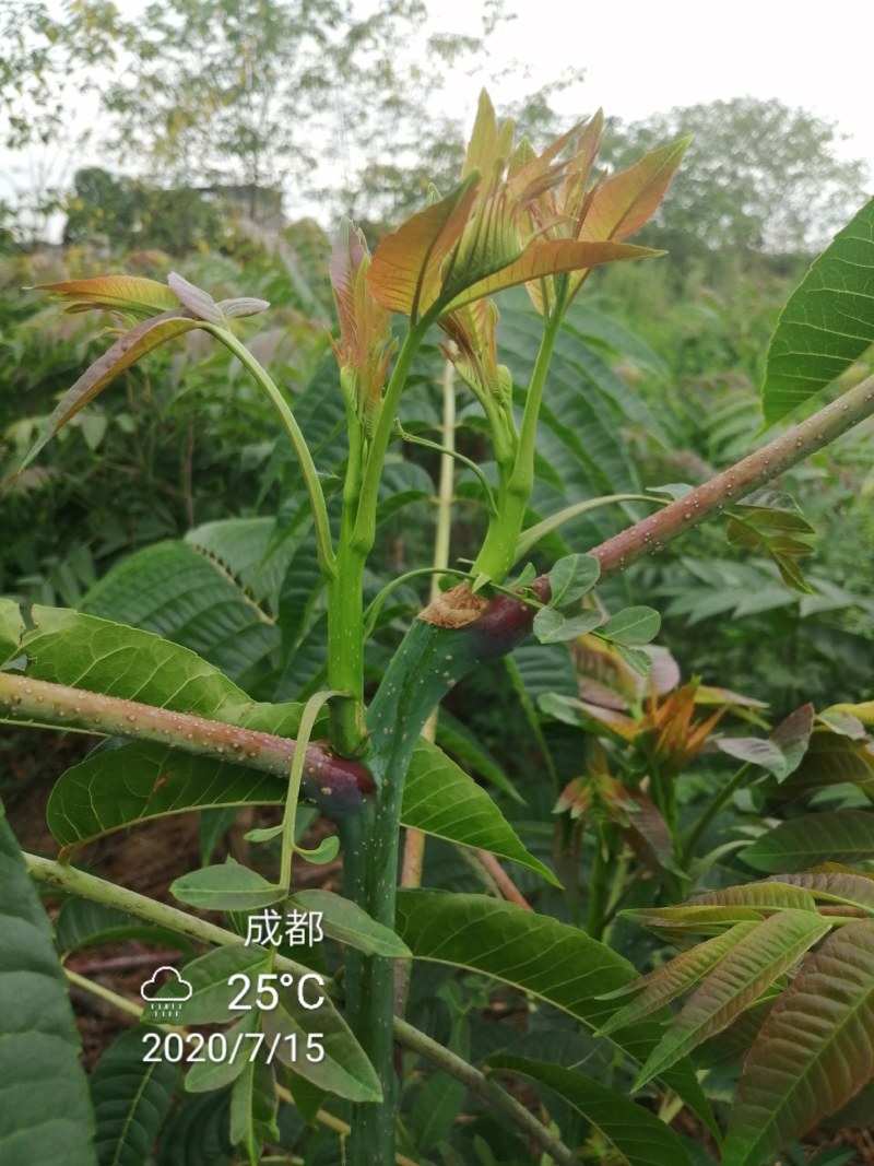 四季香椿，高原，平原“全地形，全气候，全季节”采摘香椿芽