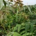 四季香椿，高原，平原“全地形，全气候，全季节”采摘香椿芽
