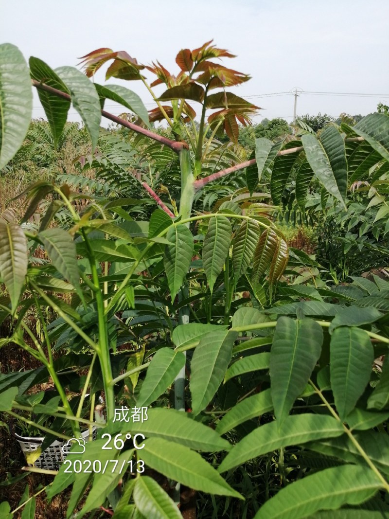 四季香椿，高原，平原“全地形，全气候，全季节”采摘香椿芽