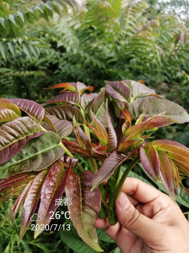 四季香椿，高原，平原“全地形，全气候，全季节”采摘香椿芽