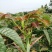 四季香椿，高原，平原“全地形，全气候，全季节”采摘香椿芽