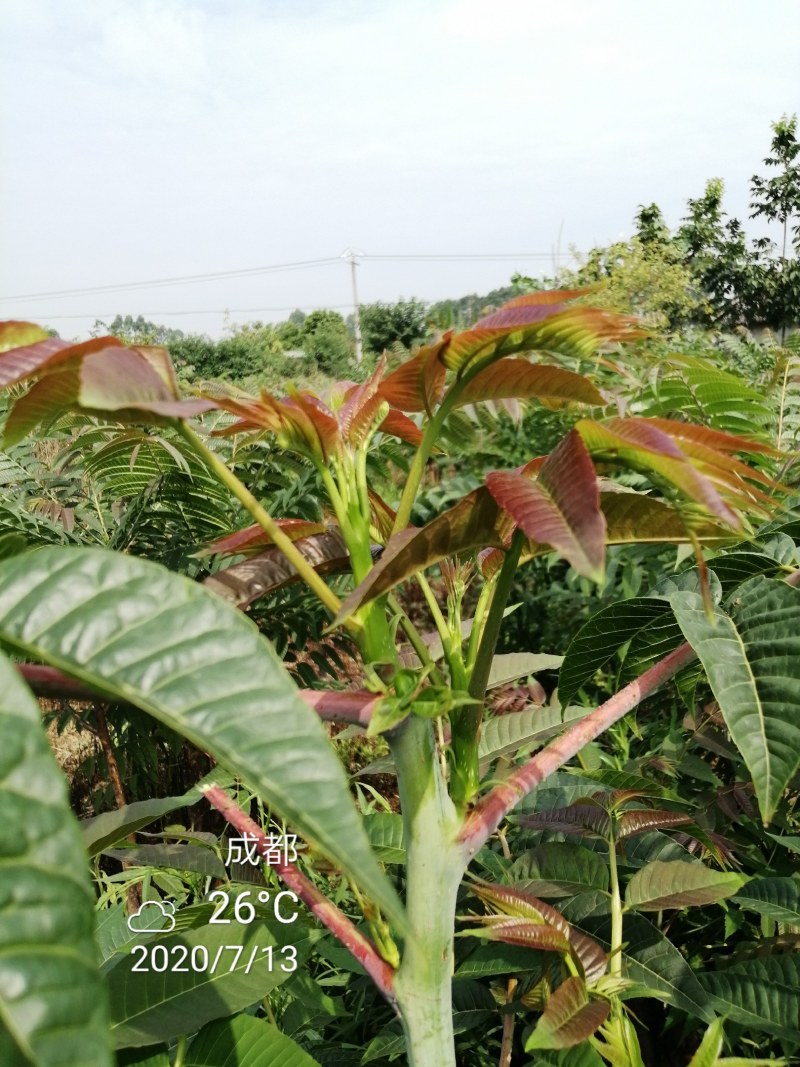 四季香椿，高原，平原“全地形，全气候，全季节”采摘香椿芽