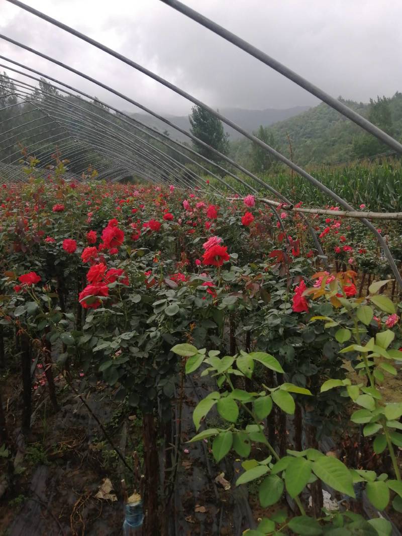 自接树状月季用于公园，绿化，公路边，自己苗圃