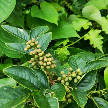 青花椒花椒天然青麻椒干货鲜货